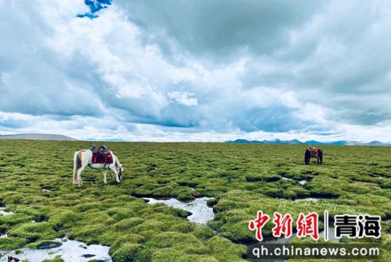 圖為長江南源沼澤濕地。李江寧攝