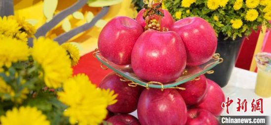 2021年10月15日，中國蘋果首屆產(chǎn)銷峰會(huì)暨甘肅平?jīng)龉焚Q(mào)易大會(huì)在平?jīng)鍪徐o寧縣開幕。(資料圖) 魏建軍 攝