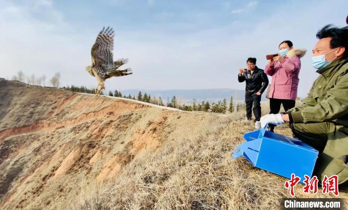 青海：救助、放歸四只國家二級保護野生動物