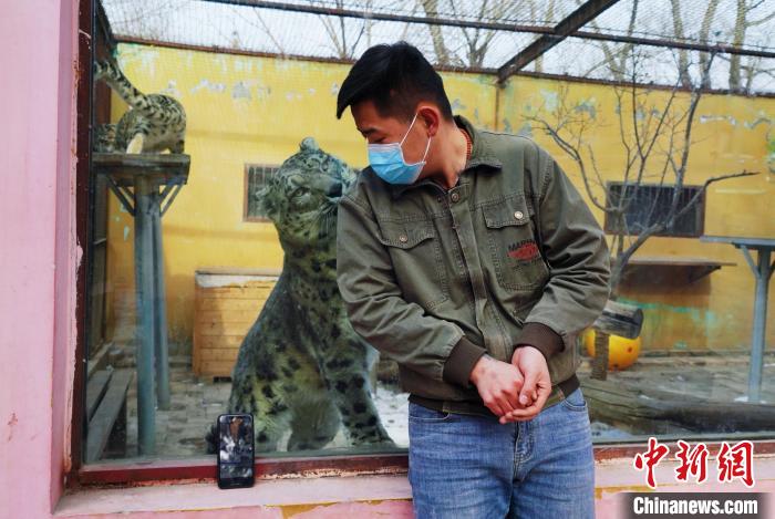 圖為雪豹“奶爸”史壽軍直播休息時(shí)與雪豹互動(dòng)。　馬銘言 攝