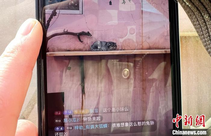 圖為雪豹“奶爸”史壽軍正在直播?！●R銘言 攝