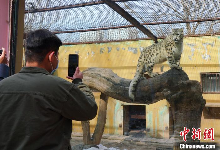 圖為雪豹“奶爸”史壽軍正在直播?！●R銘言 攝