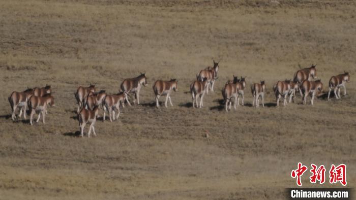 圖為草地上的西藏野驢?！“簿S斌 攝