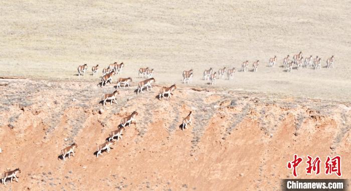 圖為西藏野驢奔跑在山間?！∥溲┓?攝