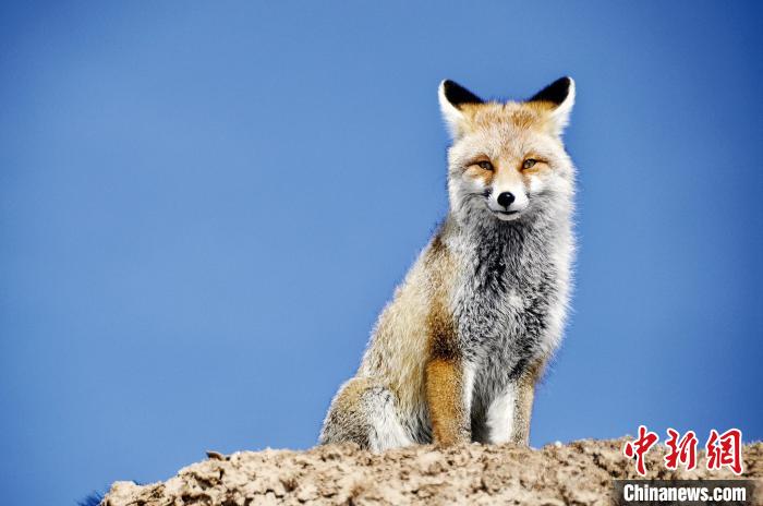 三江源國家公園正式設立后第一年:全面提升生態(tài)保護恢復
