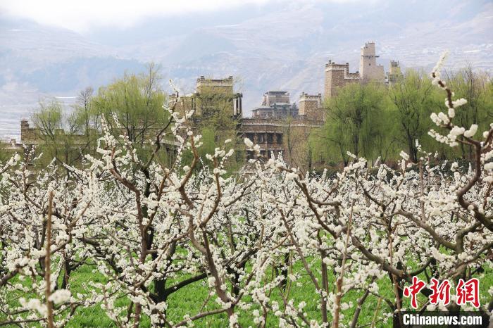 潔白的李花與村寨交相輝映，勾勒出一幅美麗的和諧生態(tài)畫(huà)卷?！『吻搴?攝