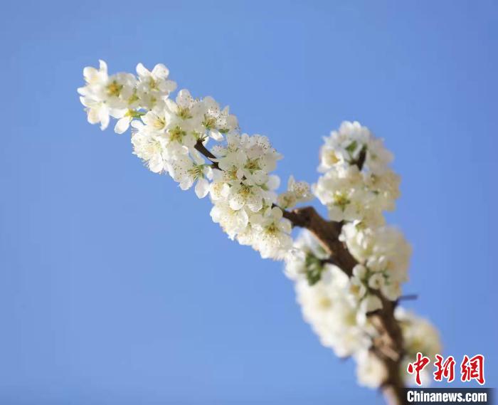 李花盛開(kāi)?！『吻搴?攝