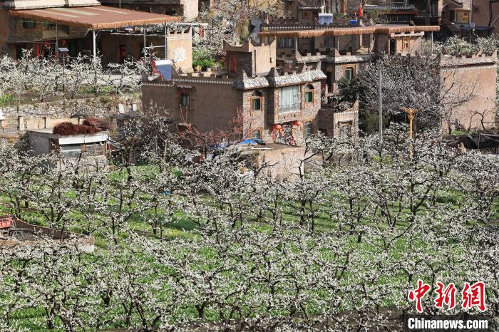 潔白的李花與村寨交相輝映，勾勒出一幅美麗的和諧生態(tài)畫(huà)卷?！『吻搴?攝