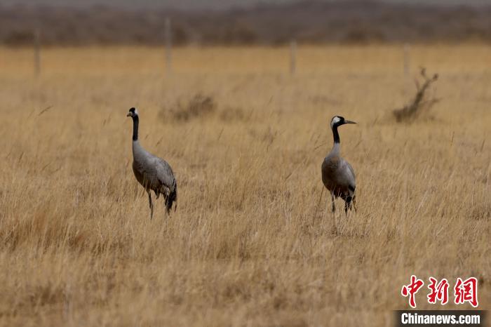圖為灰鶴在青海海西蒙古族藏族自治州都蘭縣巴隆地區(qū)“閑庭漫步”?！?松太加 攝