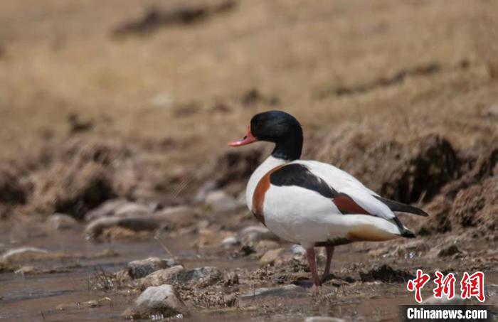 圖為翹鼻麻鴨?！」Π栽?攝