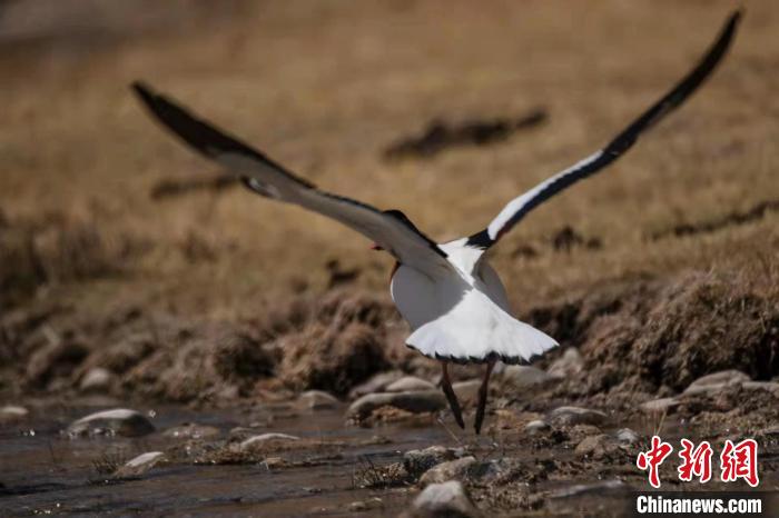 圖為騰飛的翹鼻麻鴨。　功霸扎西 攝