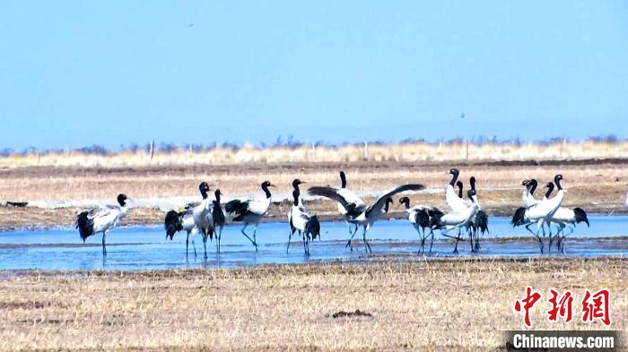 圖為成群的黑頸鶴“翩翩起舞”。　當智 攝