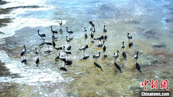 圖為黑頸鶴群駐足休憩?！￡惷髡?攝