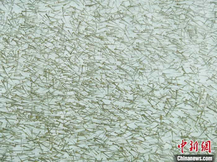 圖為密集培育的魚苗?！?zhí)砀?攝