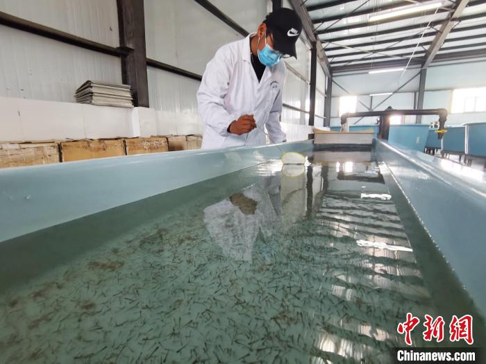 圖為工作人員檢查魚苗?！?zhí)砀?攝