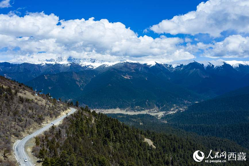 圖為在海拔4700多米的色季拉山，觀測從森林到草甸的多種植被類型。