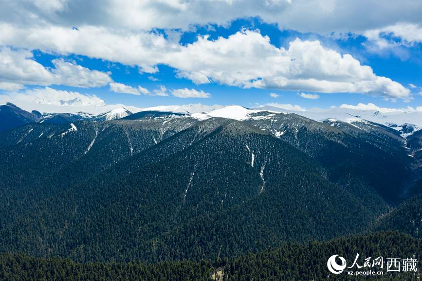 圖為在海拔4700多米的色季拉山，觀測從森林到草甸的多種植被類型。