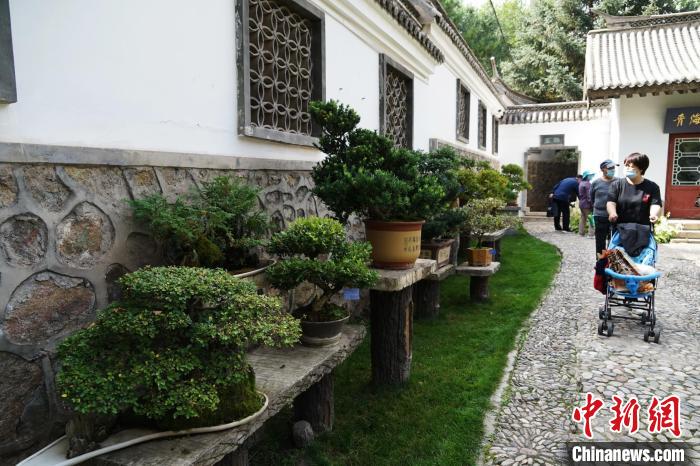 圖為市民在西寧園林植物園內(nèi)觀賞盆景?！●R銘言 攝