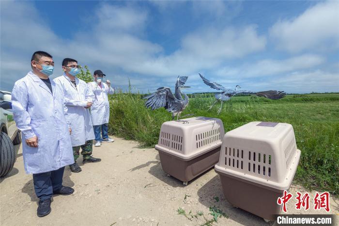 資料圖:圖為今年8月興凱湖國家級自然保護(hù)區(qū)管理局放飛救助的兩只蒼鷺 宋傳軍 攝