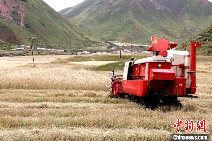 圖為秋收現場?！∮駱渲菸麄鞑抗﹫D
