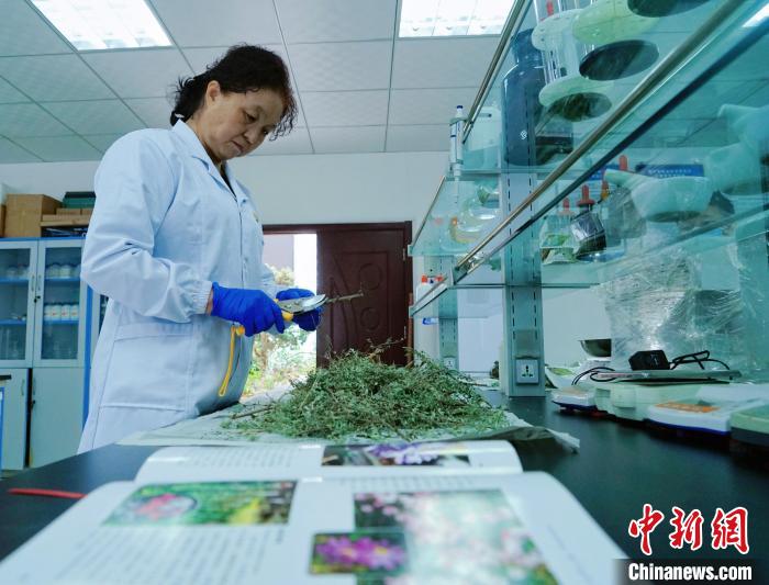 圖為張錦梅在實驗室工作?！●R銘言 攝