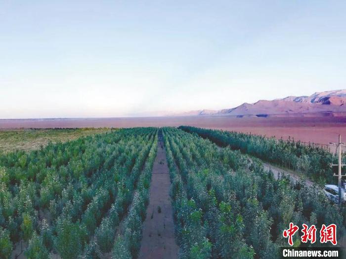 圖為格爾木境內(nèi)種植的綠樹(shù)?！「駹柲救诿襟w中心供圖