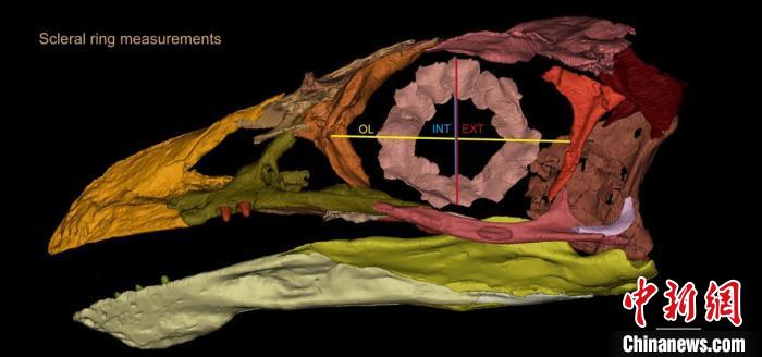 熱河鳥STM3-8化石標(biāo)本的鞏膜環(huán)復(fù)原及測(cè)量示意圖?！『?供圖