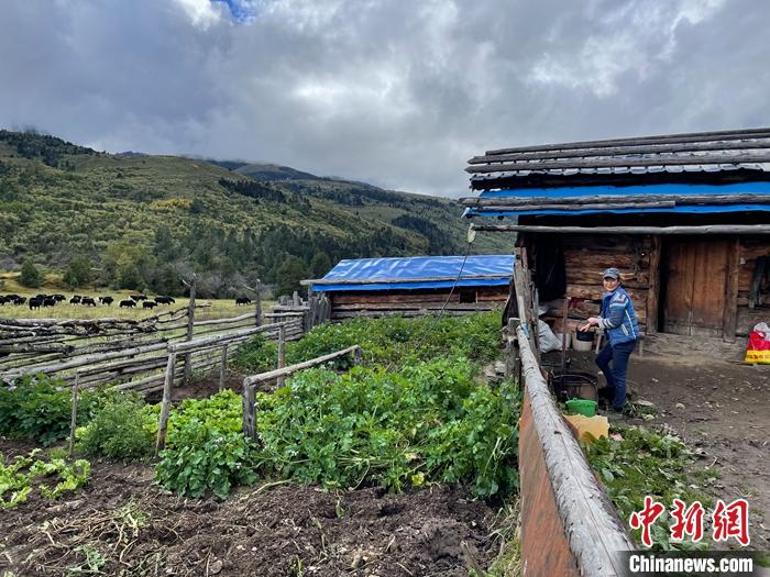 圖為9月27日牧民的牧屋和菜園子。 <a target='_blank' href='/'><p  align=