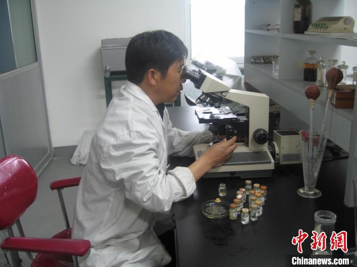 資料圖為研究團(tuán)隊(duì)進(jìn)行實(shí)驗(yàn)室寄生蟲(chóng)分類(lèi)鑒定?！?青海省畜牧獸醫(yī)科學(xué)院供圖