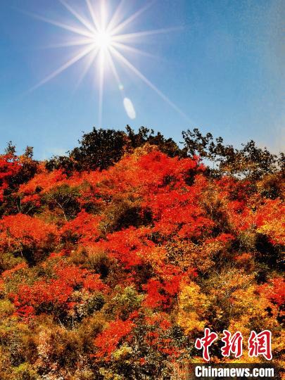萬(wàn)源市紅葉似火?！≈炱桨?攝