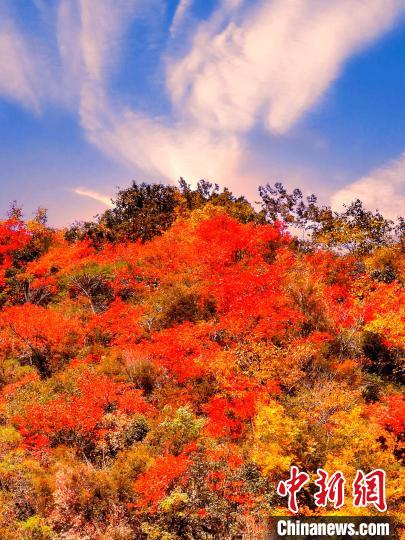 萬(wàn)源深秋紅葉似火?！≈炱桨?　攝