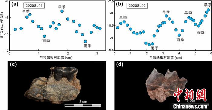 本次研究中的犀牛牙齒化石及氧同位素特征?！≈锌圃呵嗖馗咴?供圖