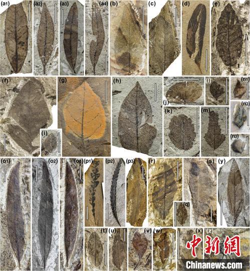 中始新世熱魯化石植物群(4500萬–4000萬年前)?！≈锌圃呵嗖馗咴?供圖