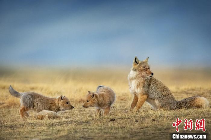 圖為焦生福的作品《居安思?！??！∏嗪Ｊ∑钸B山自然保護(hù)協(xié)會(huì)供圖