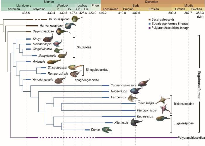 盔甲魚類的系統(tǒng)發(fā)育關(guān)系及地史分布?！≈锌圃汗偶棺邓?供圖