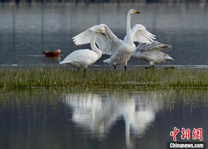 圖為三只大天鵝在黃河灘地嬉戲。　李玉峰 攝