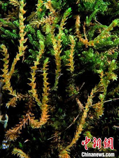 圖為九龍卷柏?！∏嗪Ｉ剿匀毁Y源調(diào)查規(guī)劃設(shè)計(jì)研究院供圖