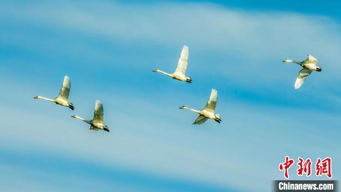 圖為天鵝在空中飛翔?！『螁⒔?攝