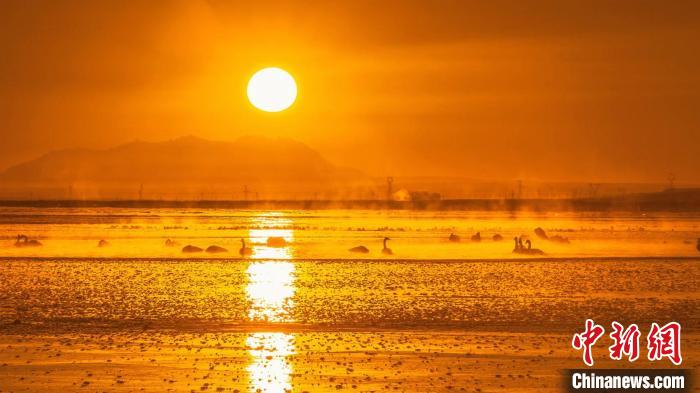 圖為天鵝群在湖中休憩?！『螁⒔?攝