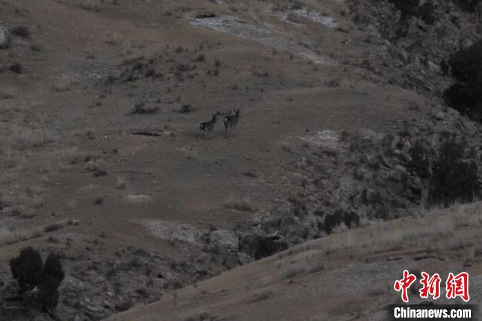 圖為兩只馬鹿在山坡上行走?！〔湃?攝
