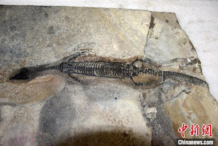 尖嘴長(zhǎng)吻像蜥蜴中國發(fā)現(xiàn)2.44億年前海生爬行動(dòng)物“奇異羅平龍”
