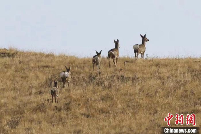圖為狍鹿在山間漫步?！〔彭?xiàng)南加 攝