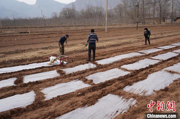 青海:預(yù)計糧食播種作物面積穩(wěn)定在445萬畝以上