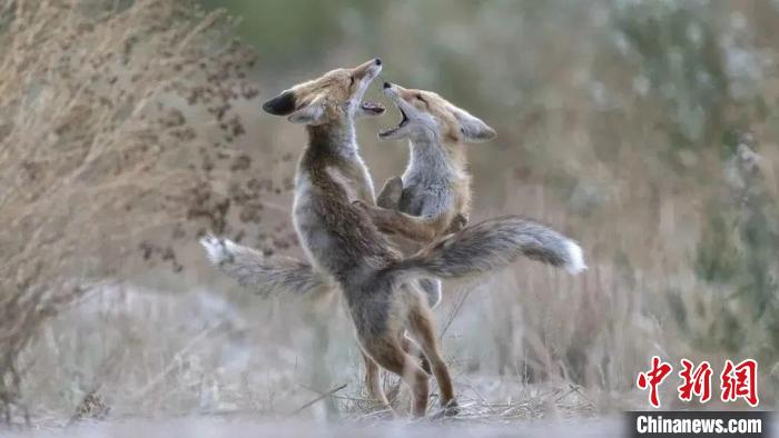 圖為同海元的作品《第一回合》。　青海省祁連山自然保護(hù)協(xié)會(huì)供圖