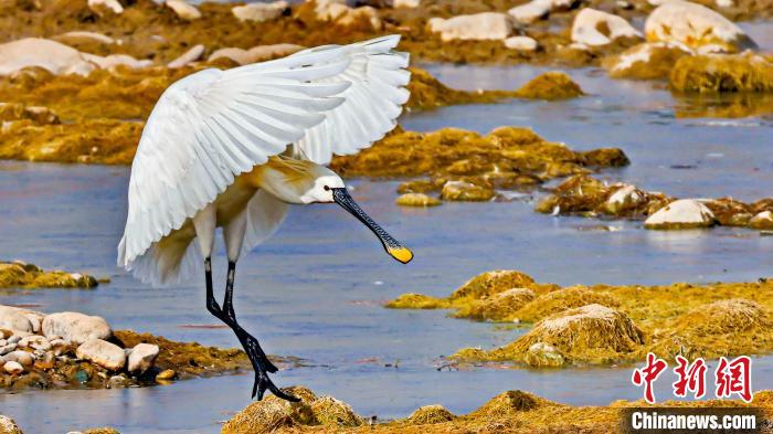 圖為白琵鷺?！?yán)桉 攝