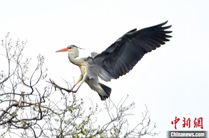 蒼鷺在覓食嬉戲?！“苍?攝