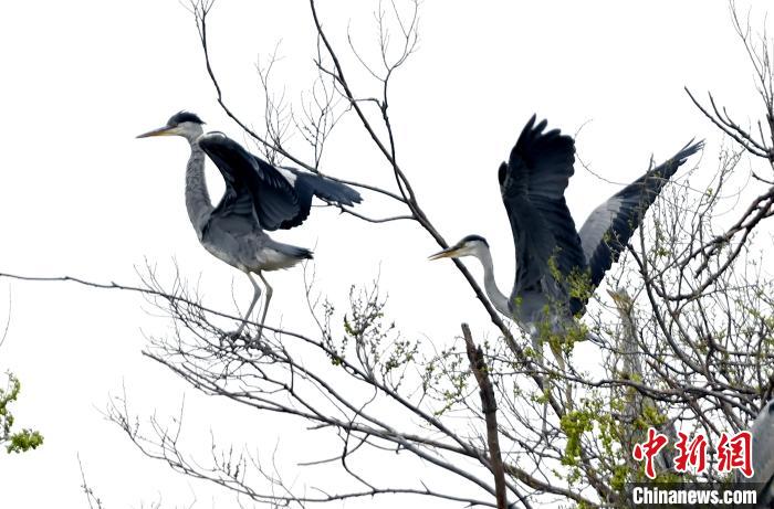 蒼鷺在覓食嬉戲?！“苍?攝