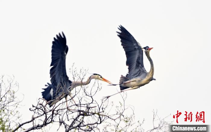 蒼鷺在覓食嬉戲。　安源 攝