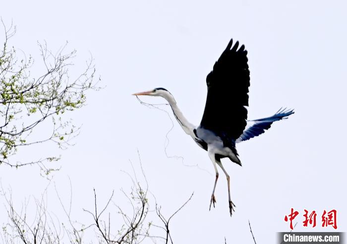 蒼鷺在覓食嬉戲?！“苍?攝