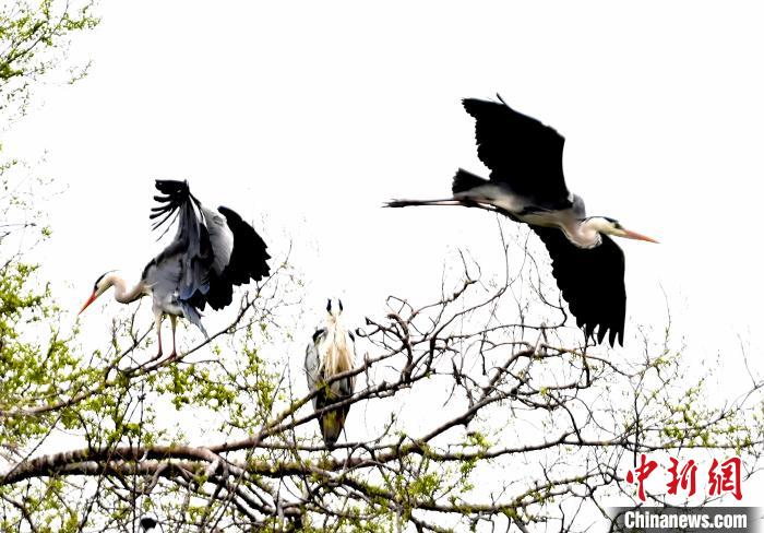 蒼鷺在覓食嬉戲?！“苍?攝